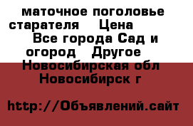 маточное поголовье старателя  › Цена ­ 3 700 - Все города Сад и огород » Другое   . Новосибирская обл.,Новосибирск г.